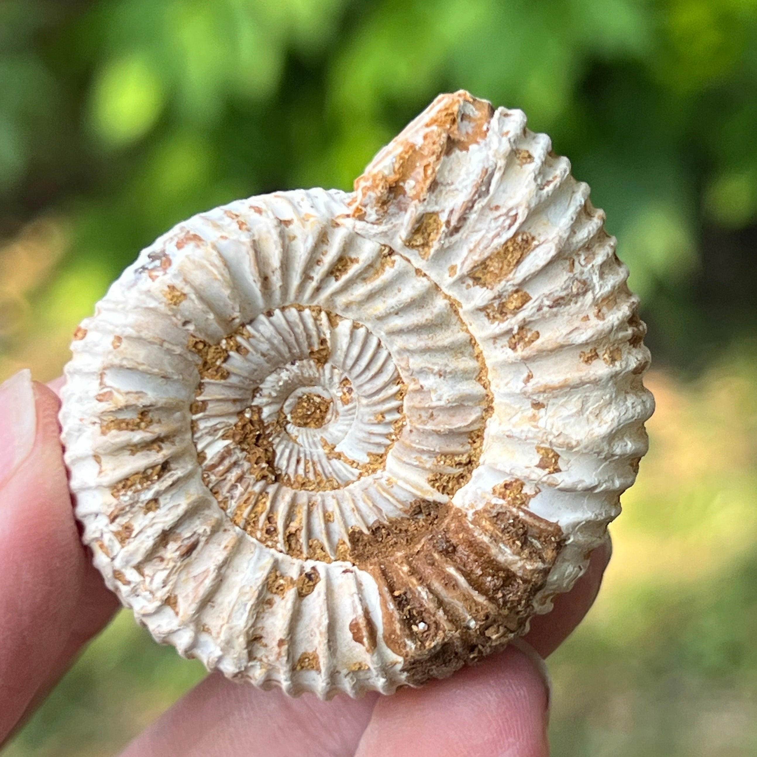 Amonit perisphinctes jurassic