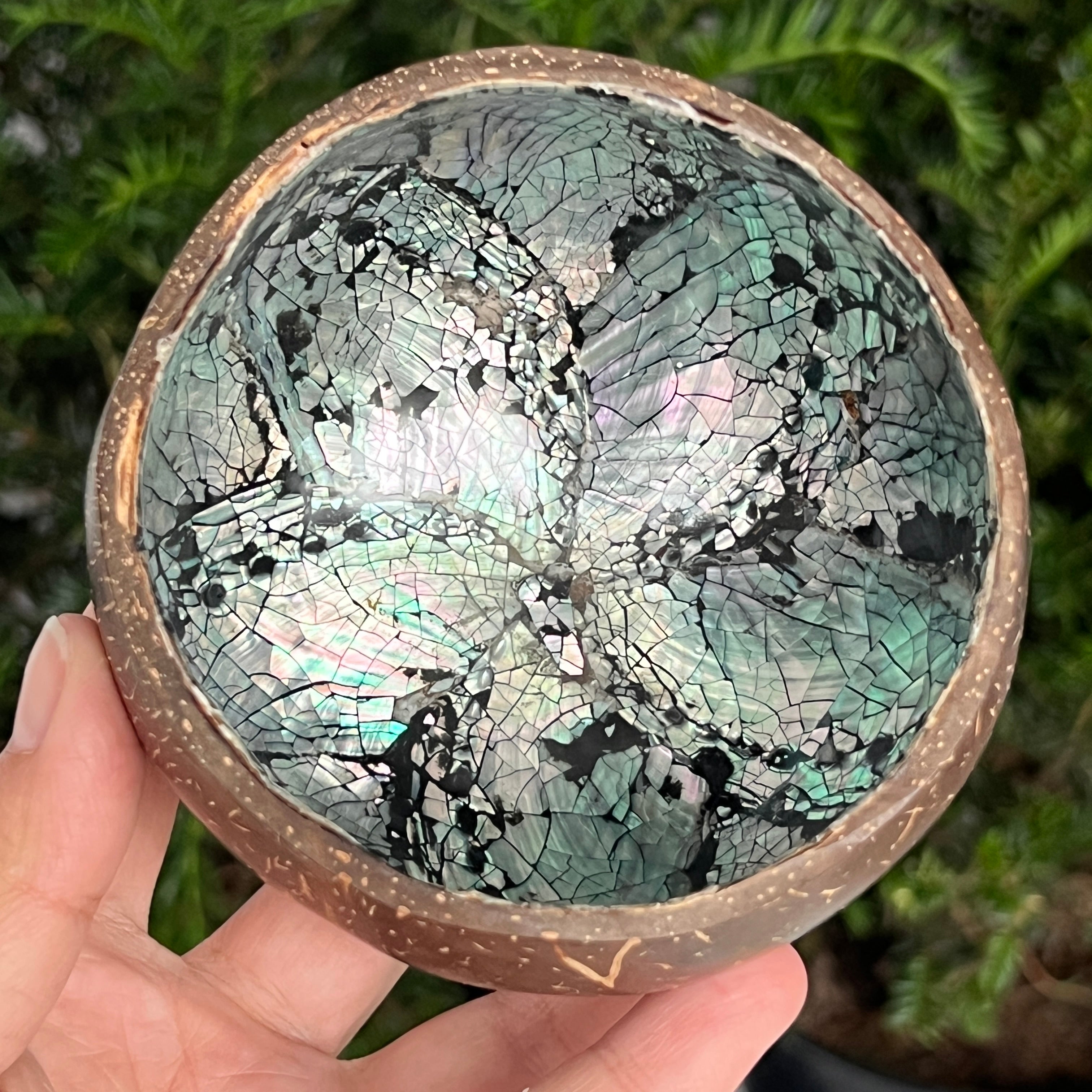 Bol scoica abalone și cocos | Rainbow 2