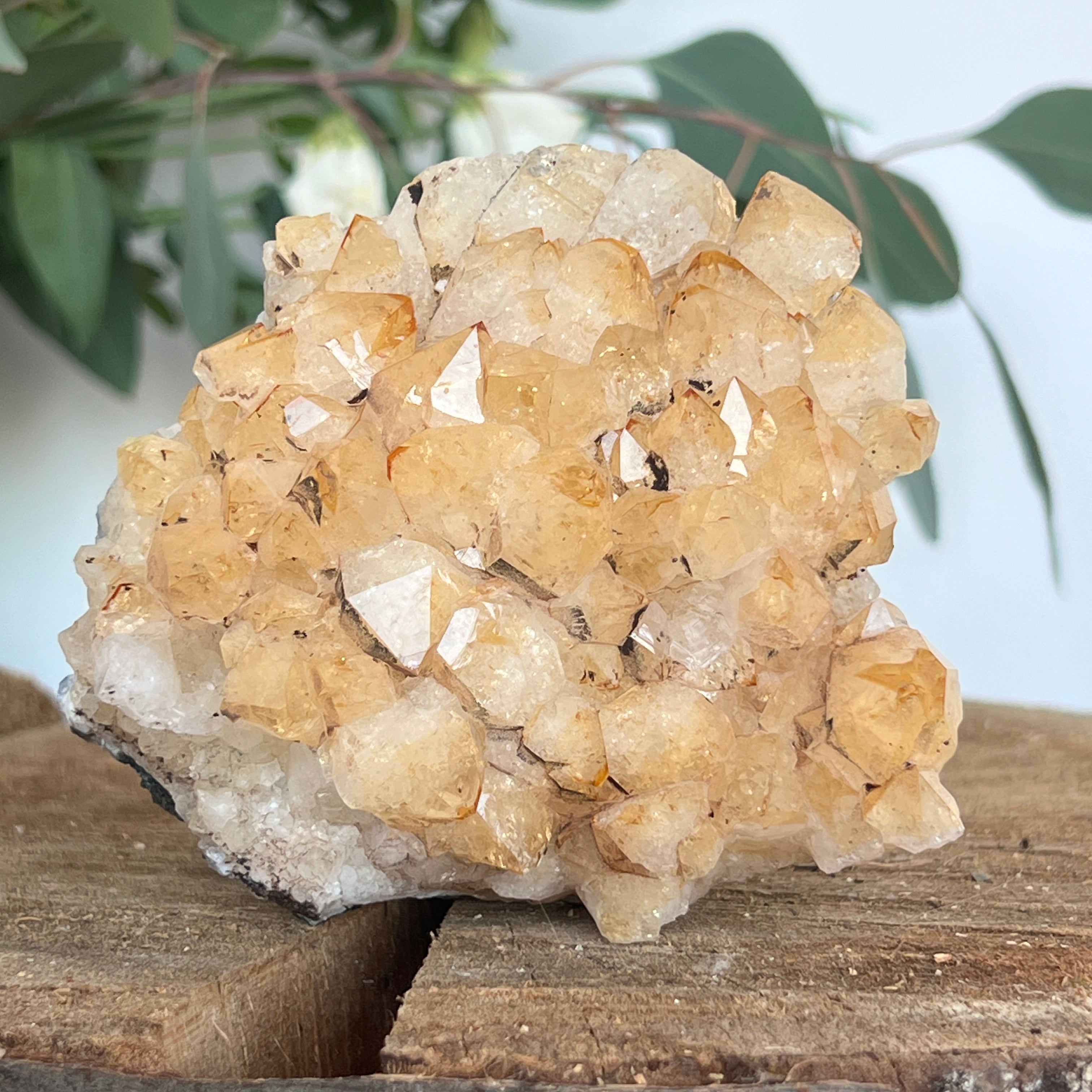 Cluster de Citrin tratat termic| Model 3