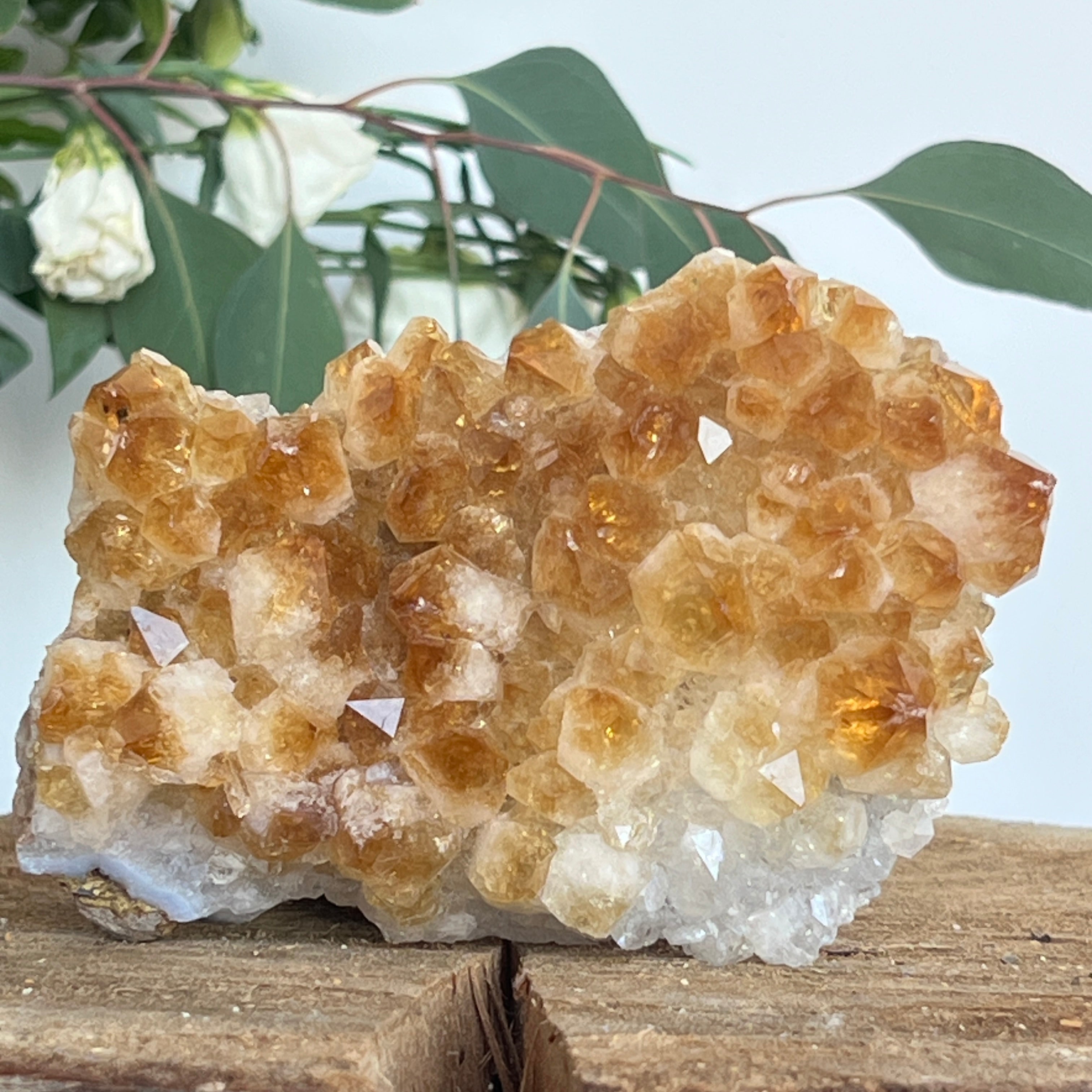 Cluster de Citrin tratat termic| Model 7