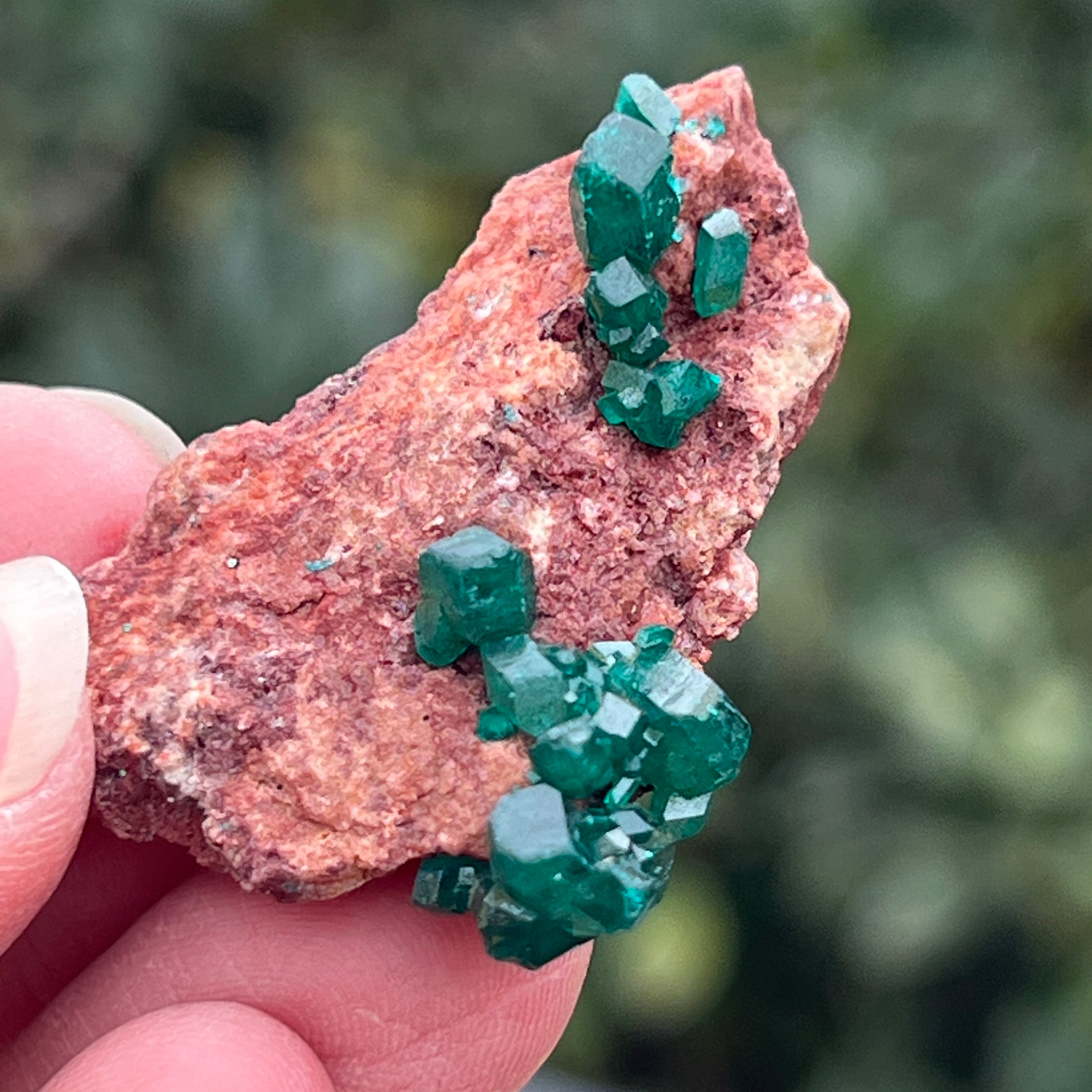 Dioptaz cluster din Congo model 14