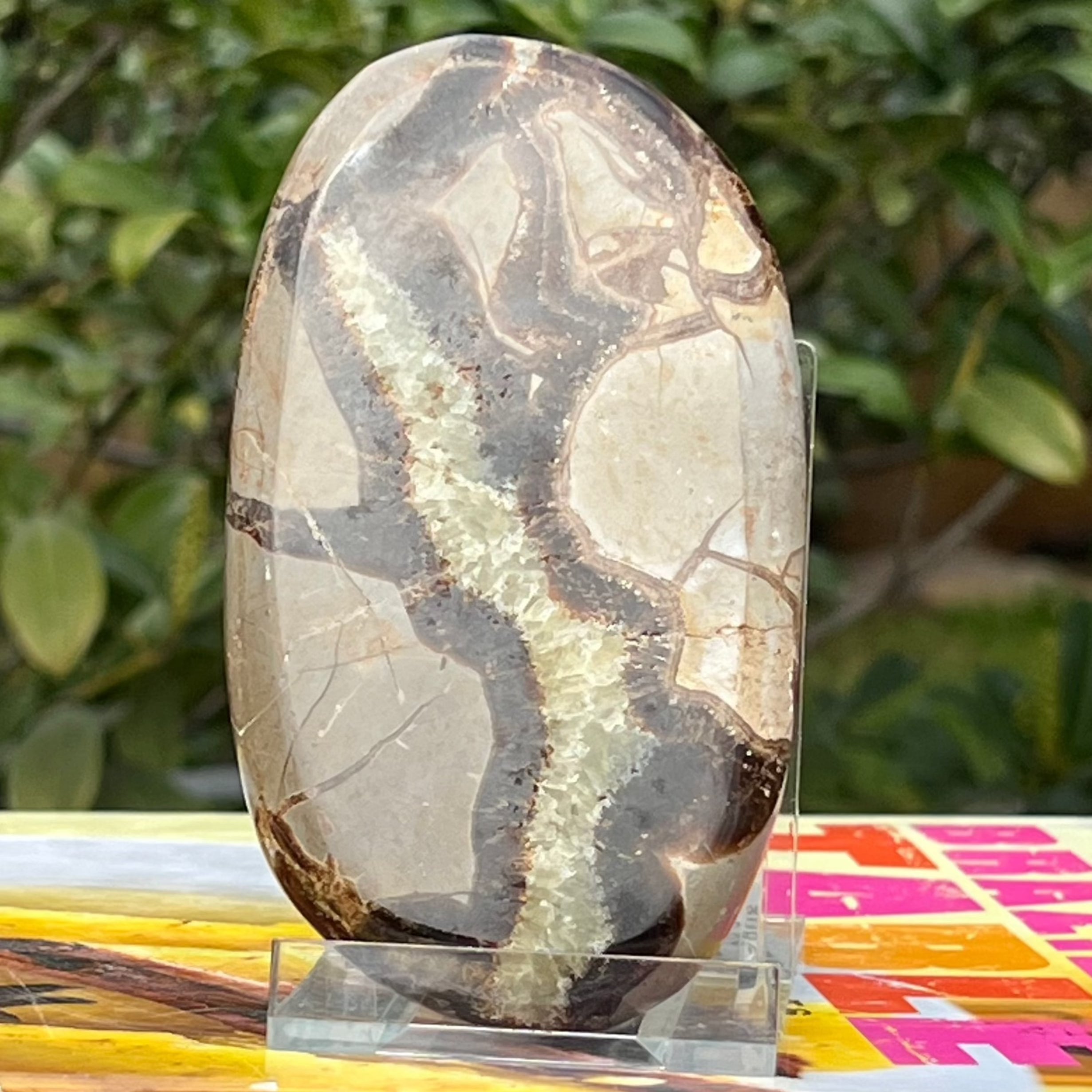 Felie septaria m10