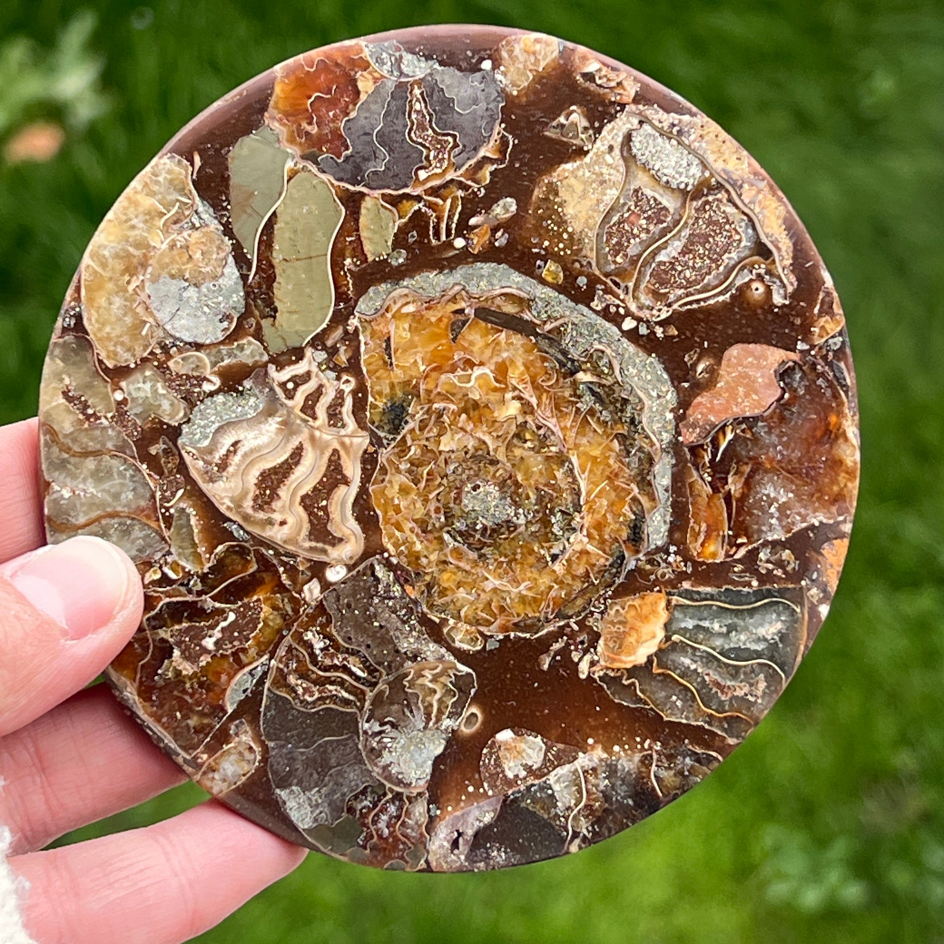 Fosil amonit felie 11.5 cm model 18