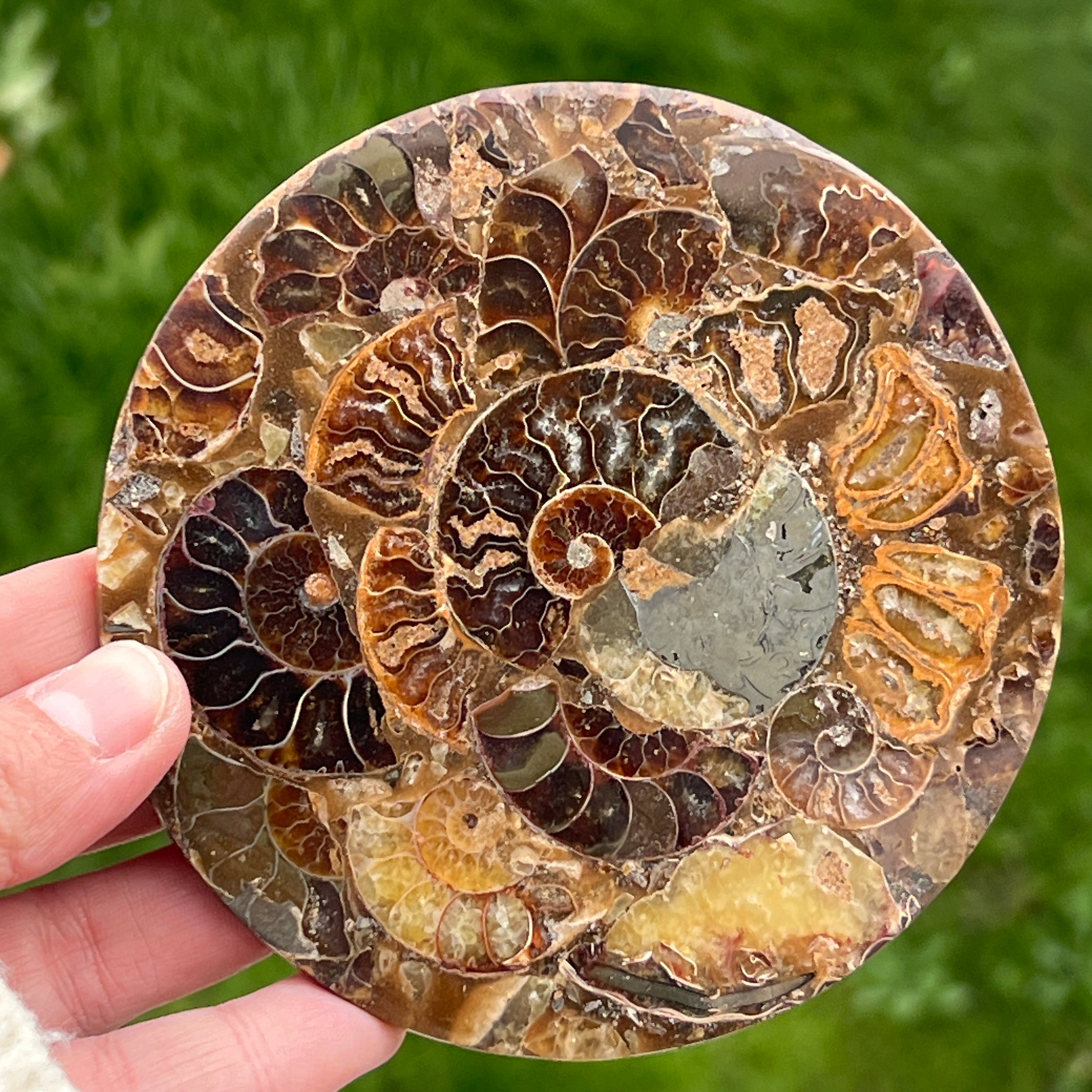 Fosil amonit felie 11.5 cm model 33