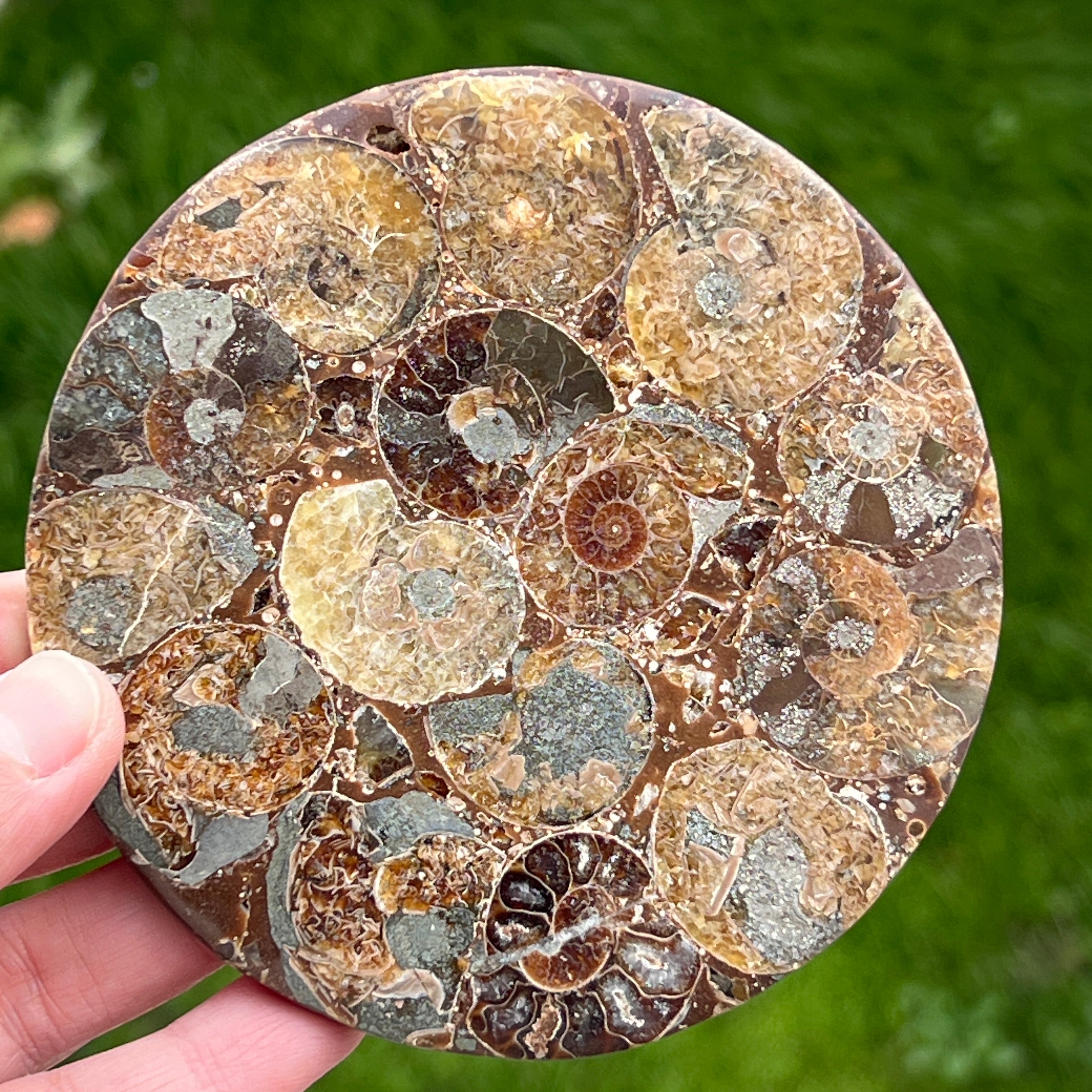 Fosil amonit felie 11.5 cm model 34