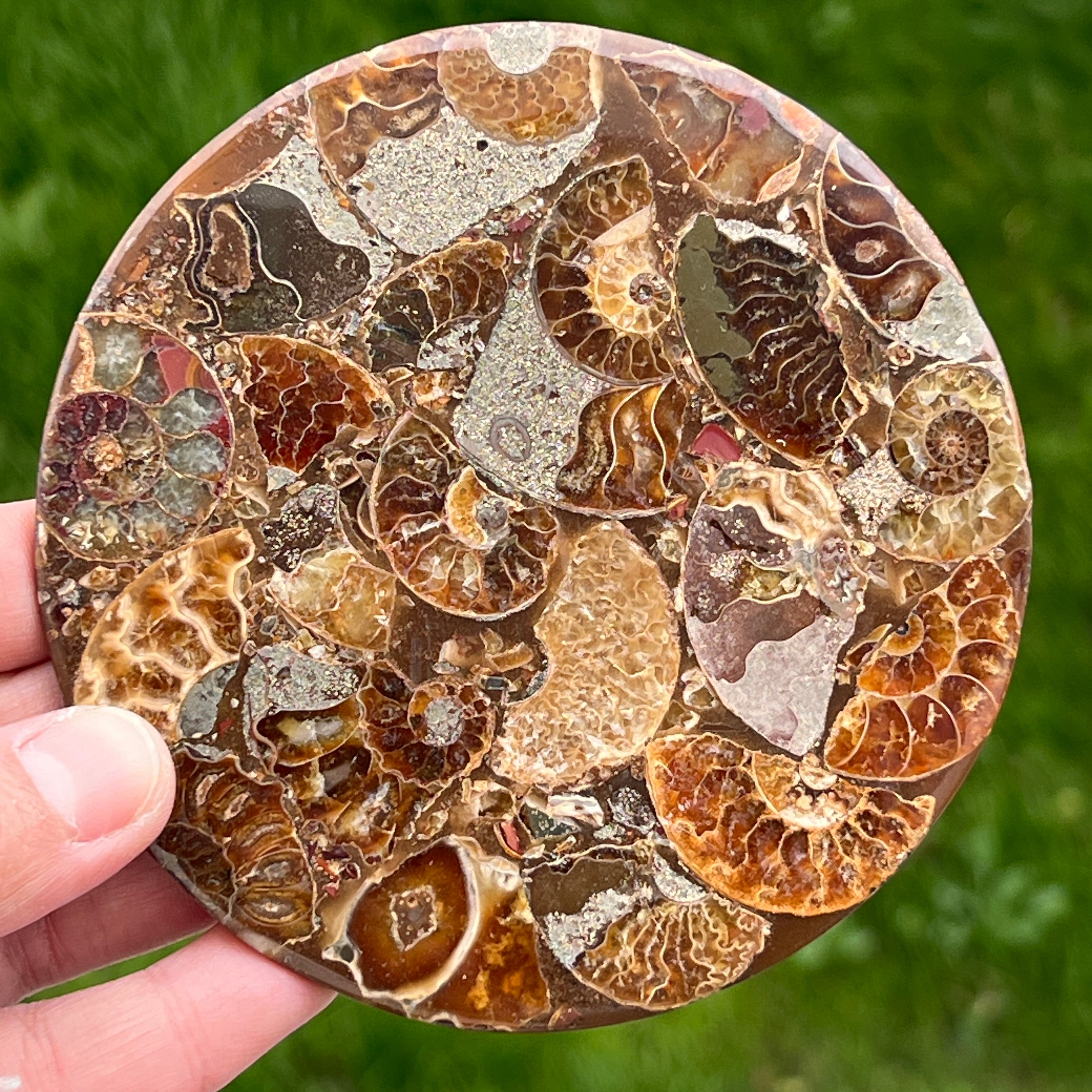 Fosil amonit felie 11.5 cm model 35