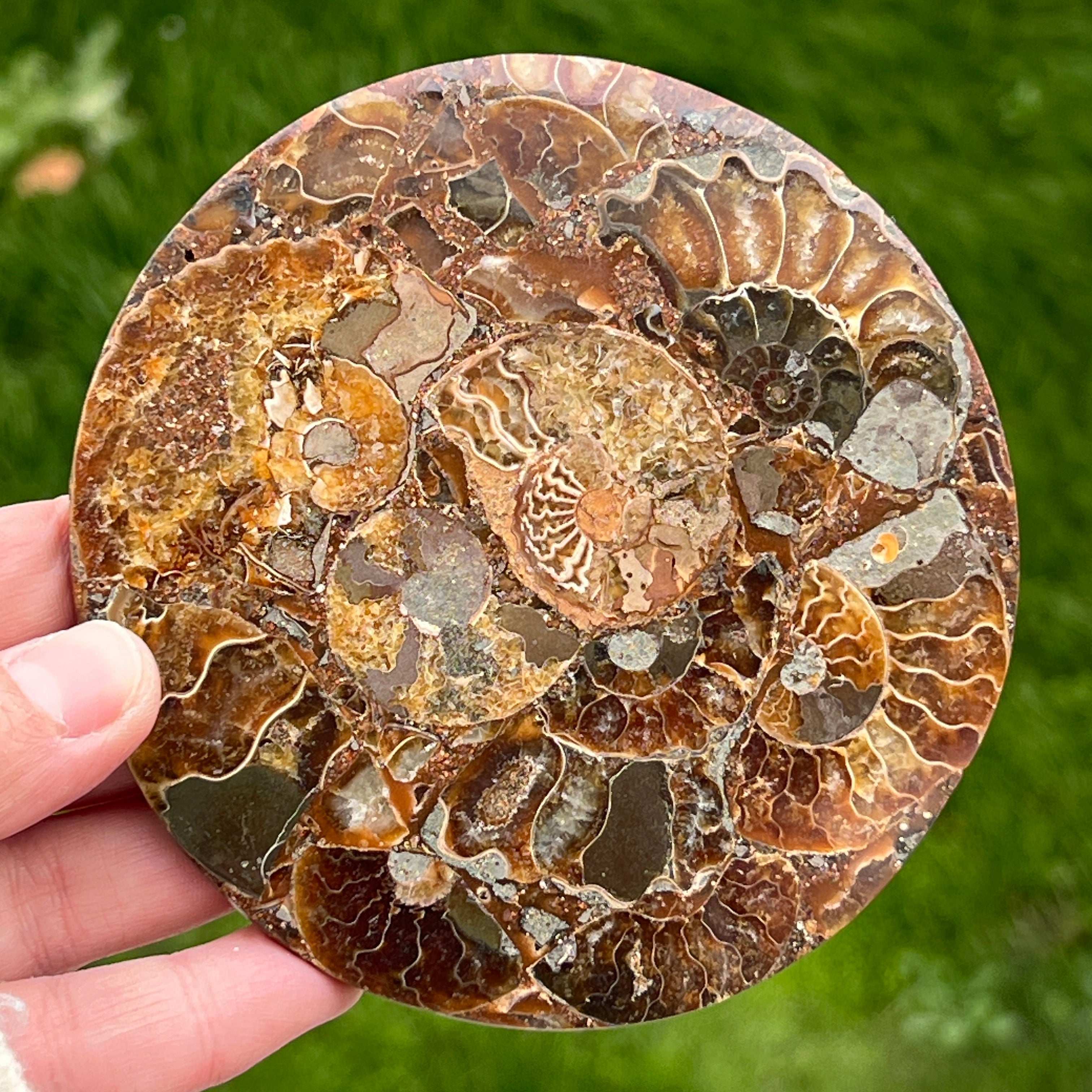 Fosil amonit felie 11.5 cm model 36