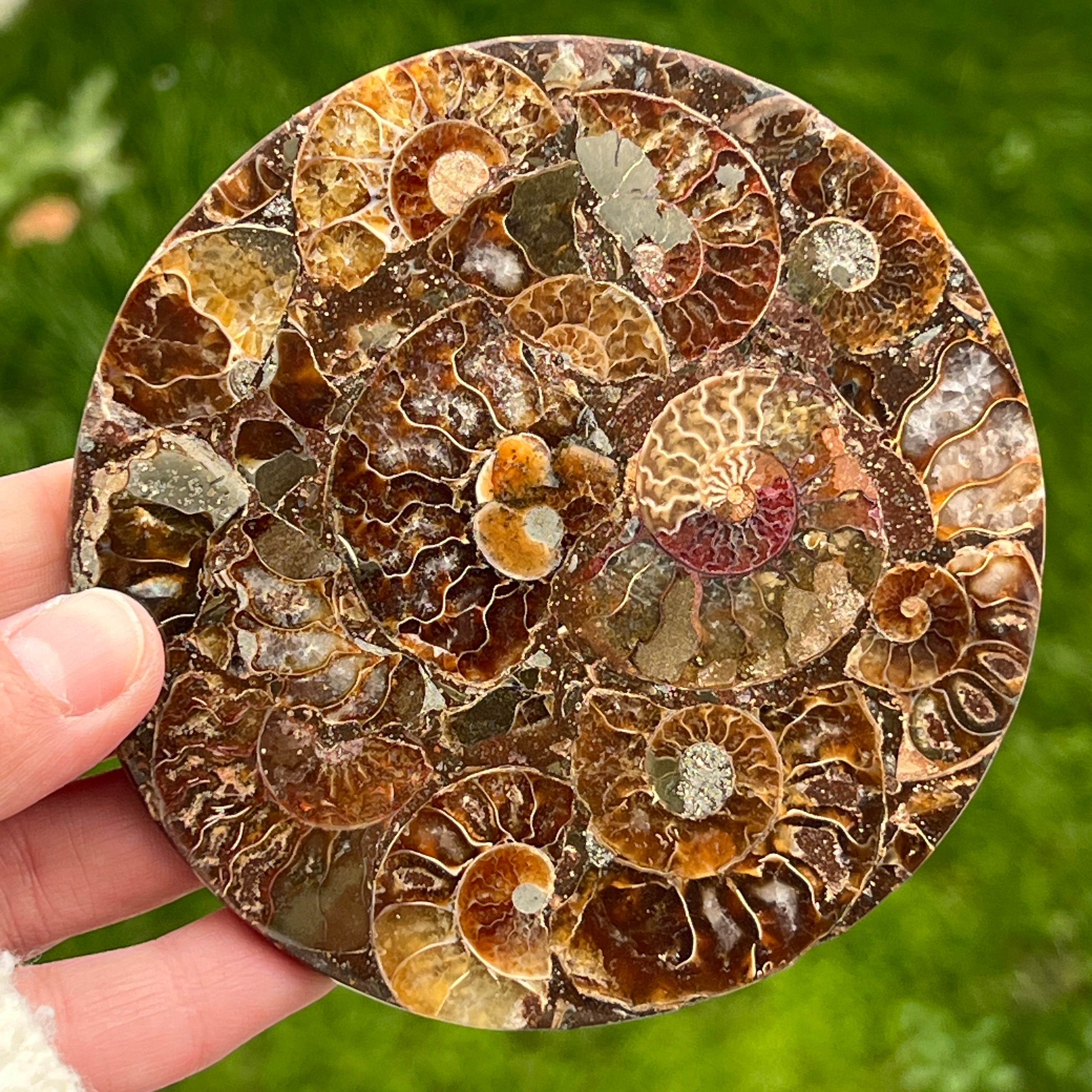 Fosil amonit felie 11.5 cm model 38