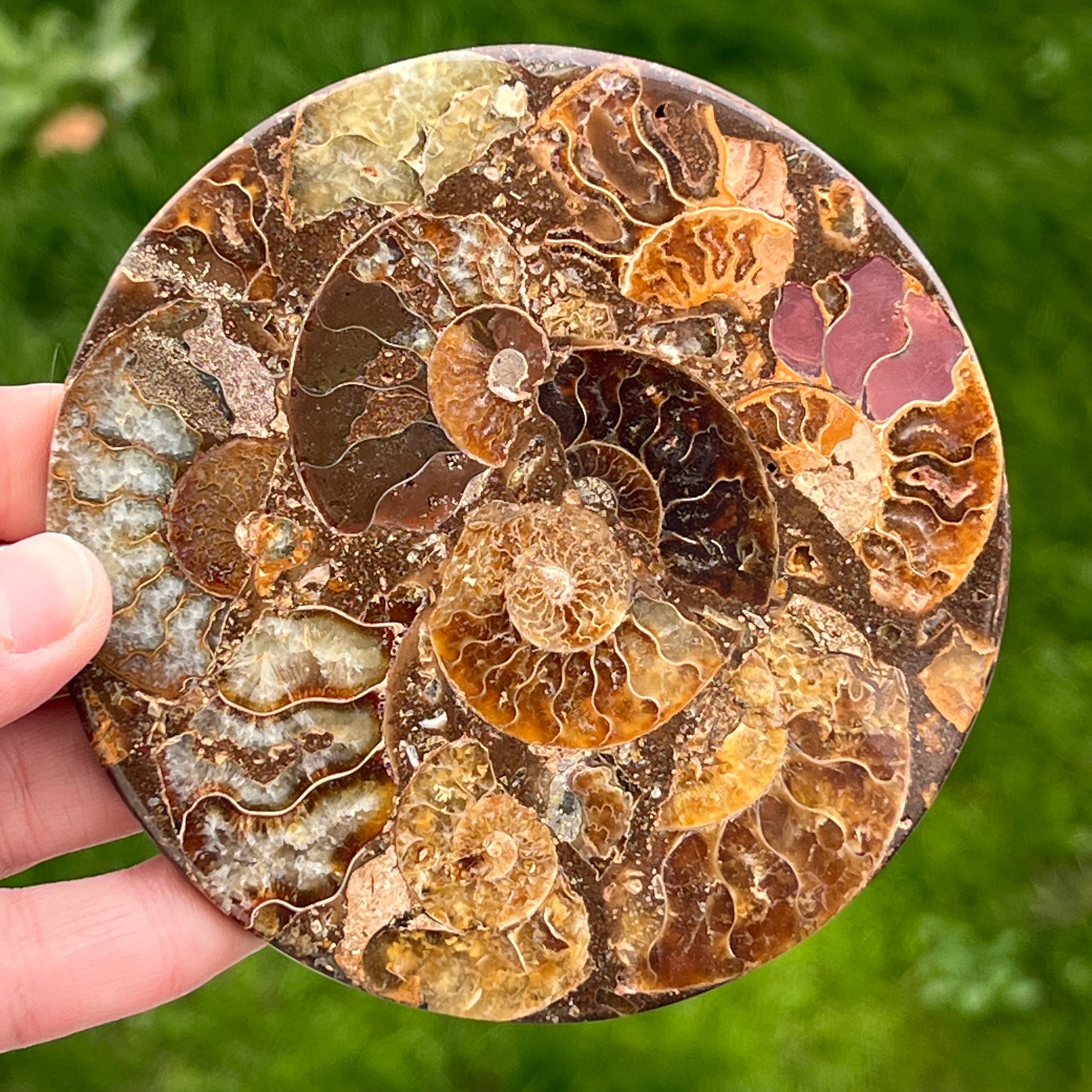 Fosil amonit felie 11.5 cm model 39