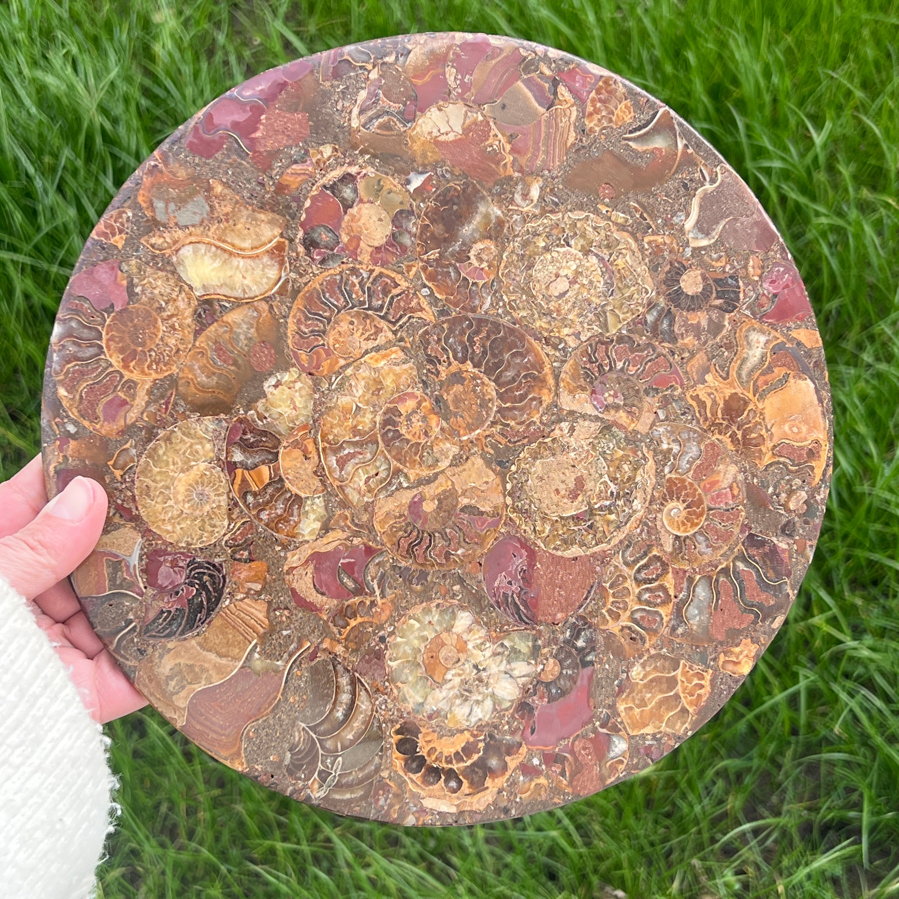 Fosil amonit felie XL 25 cm model 1