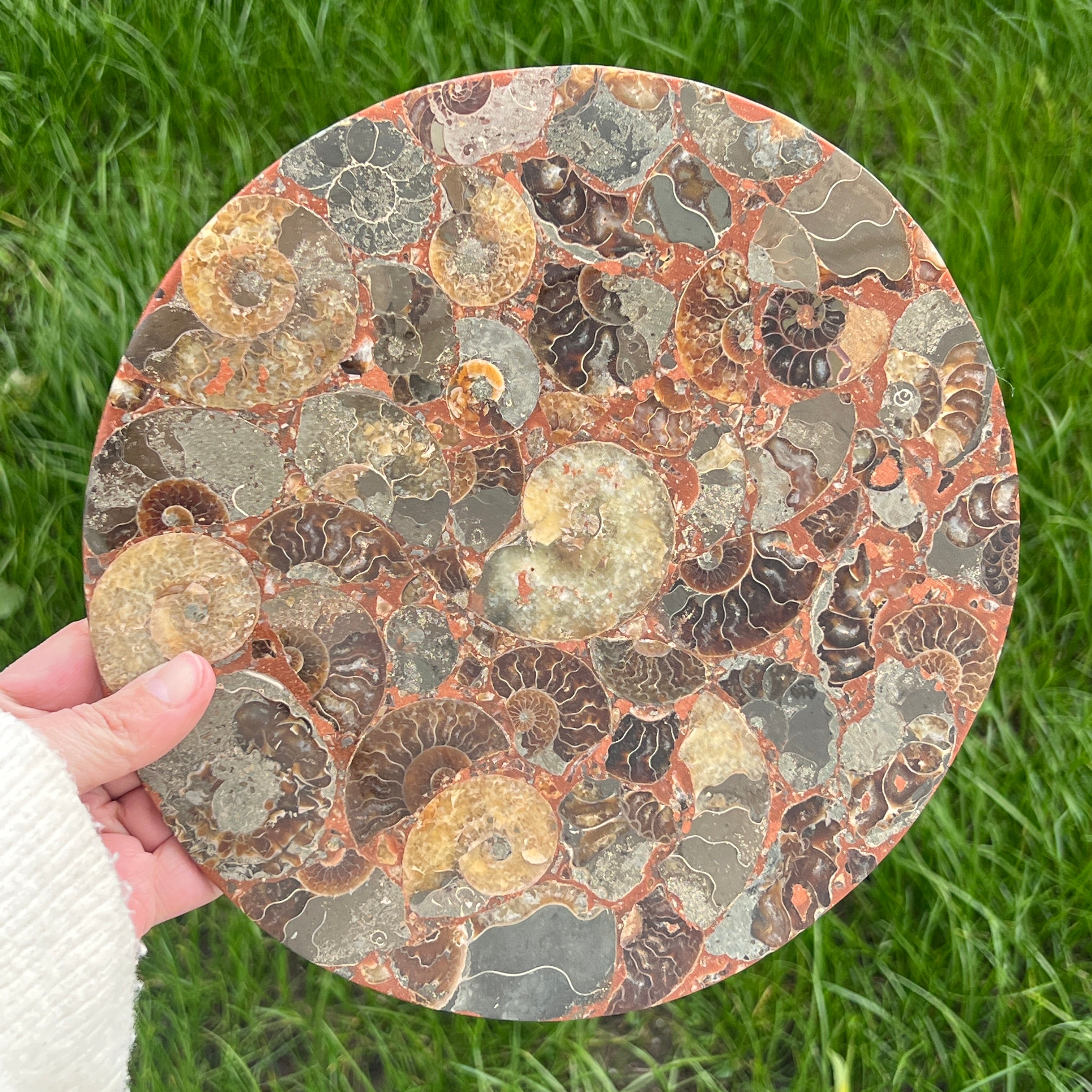 Fosil amonit felie XL 25 cm model 3