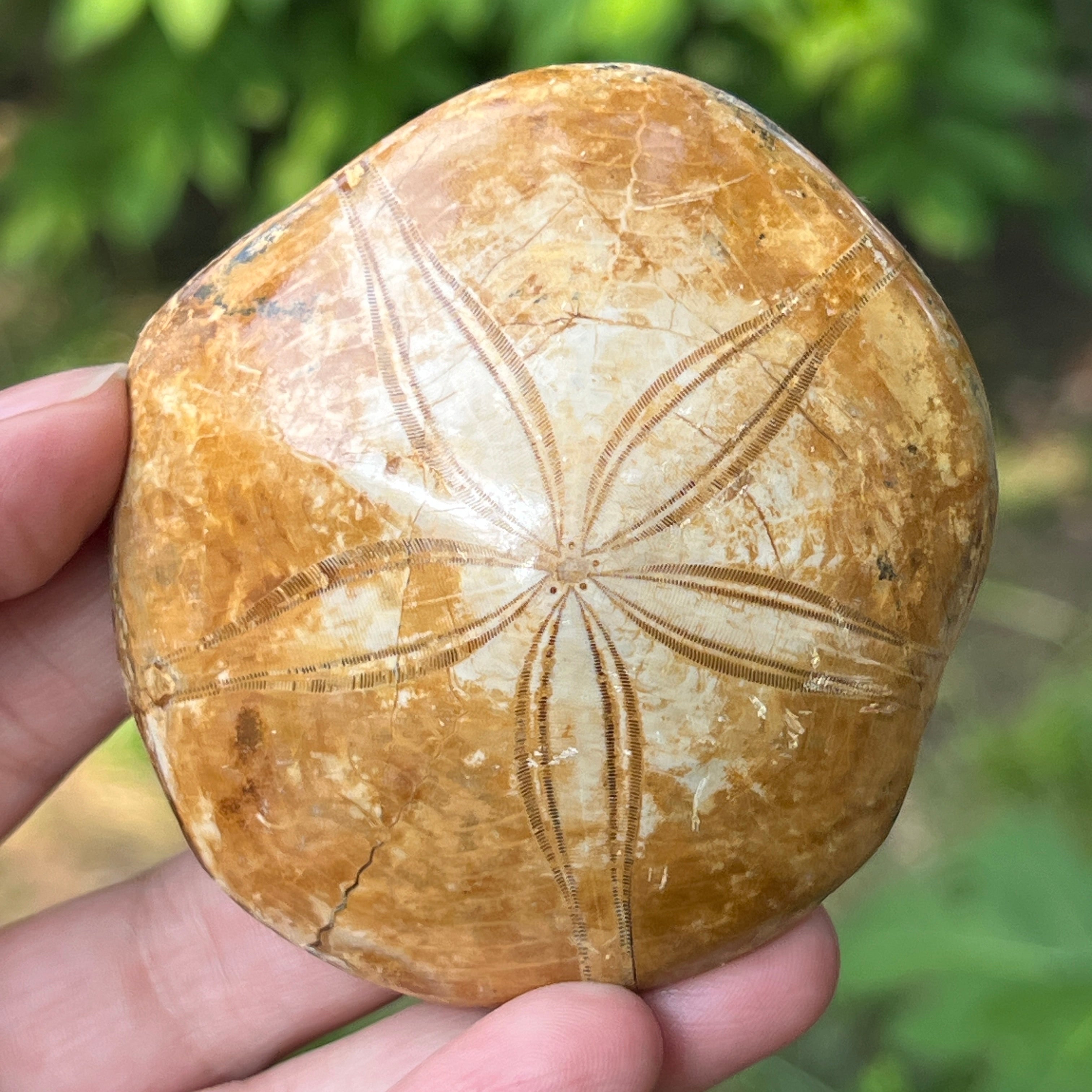 Fosilă Pygurus – Echinoderm Stea de Mare | Model 3