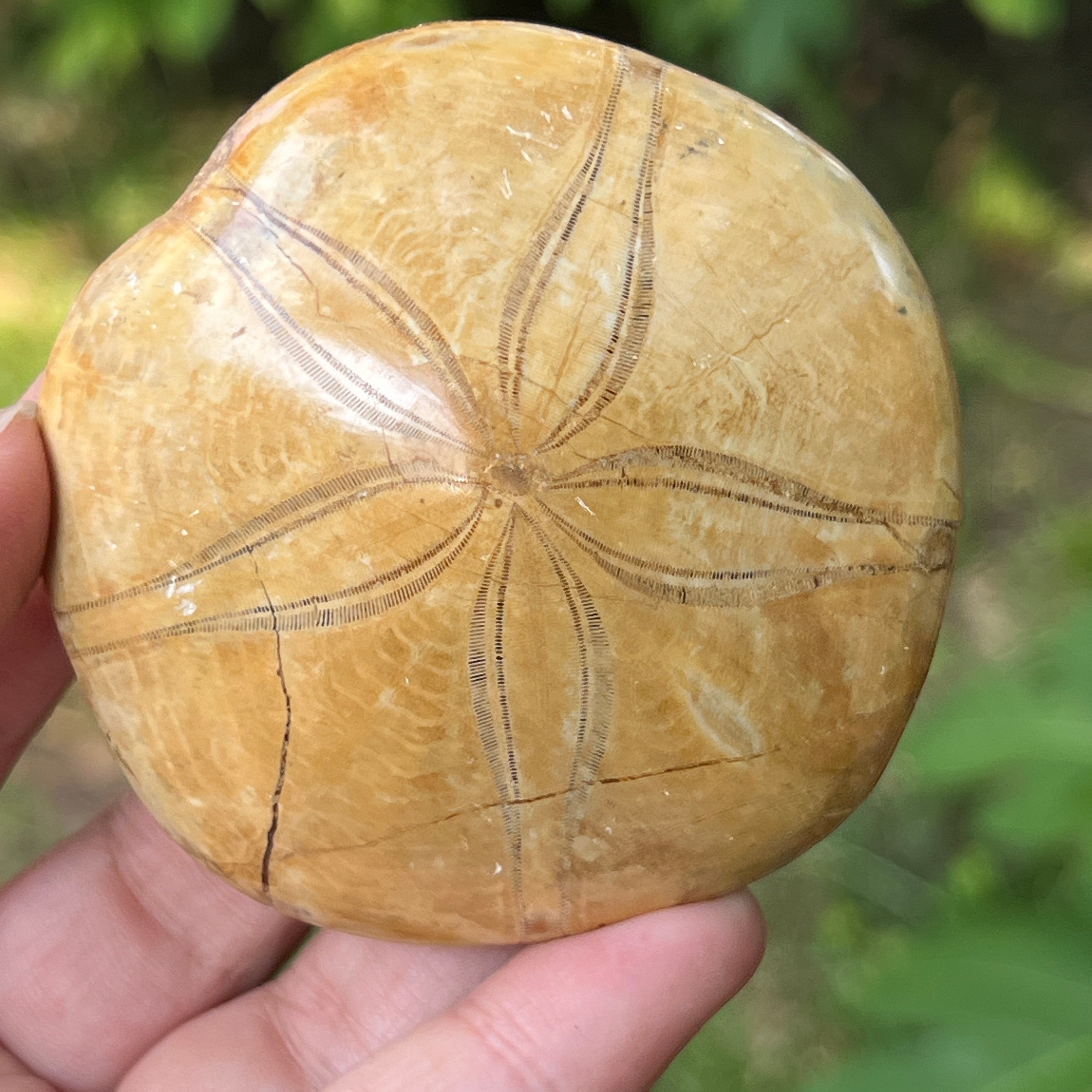 Fosilă Pygurus – Echinoderm Stea de Mare | Model 4