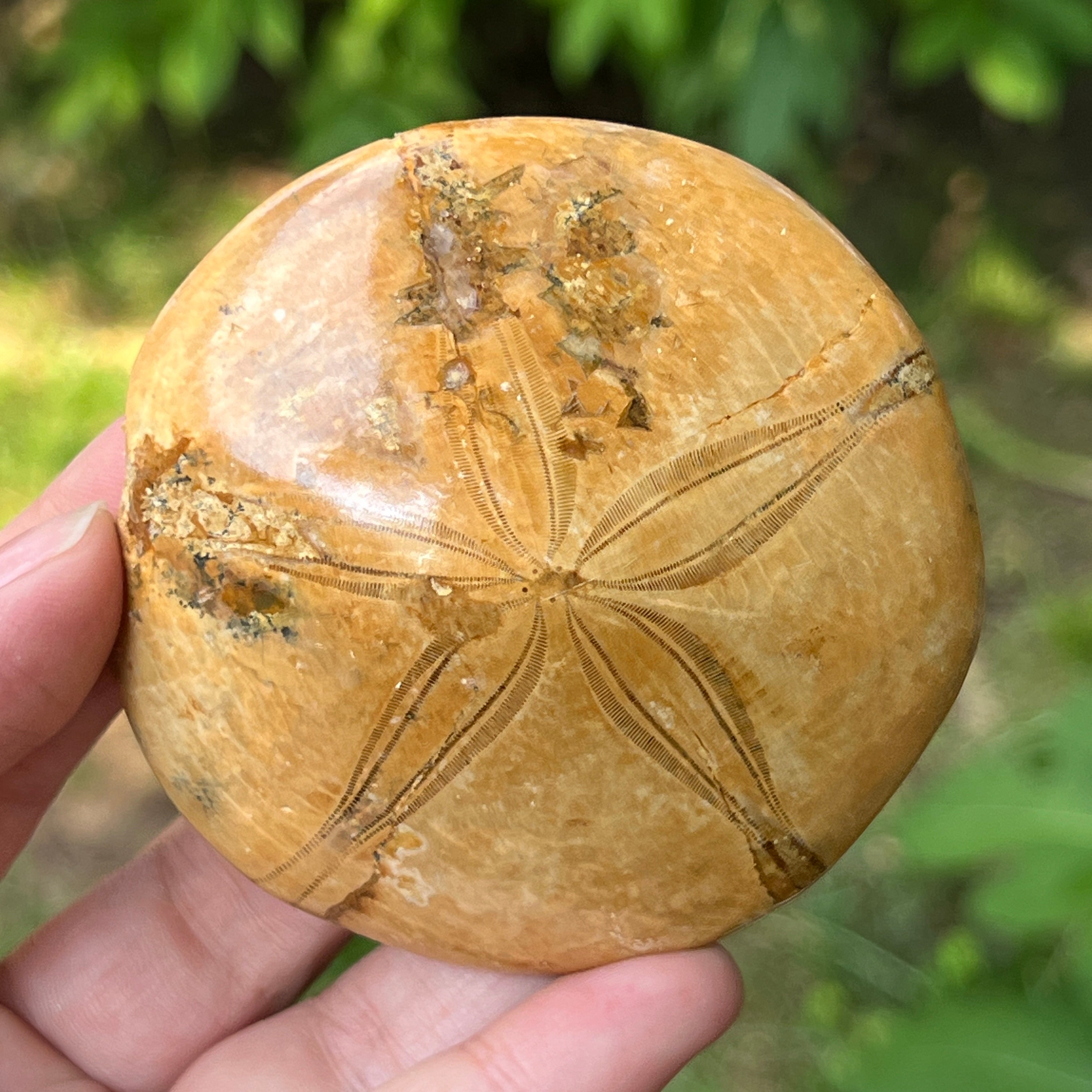 Fosilă Pygurus – Echinoderm Stea de Mare | Model 5