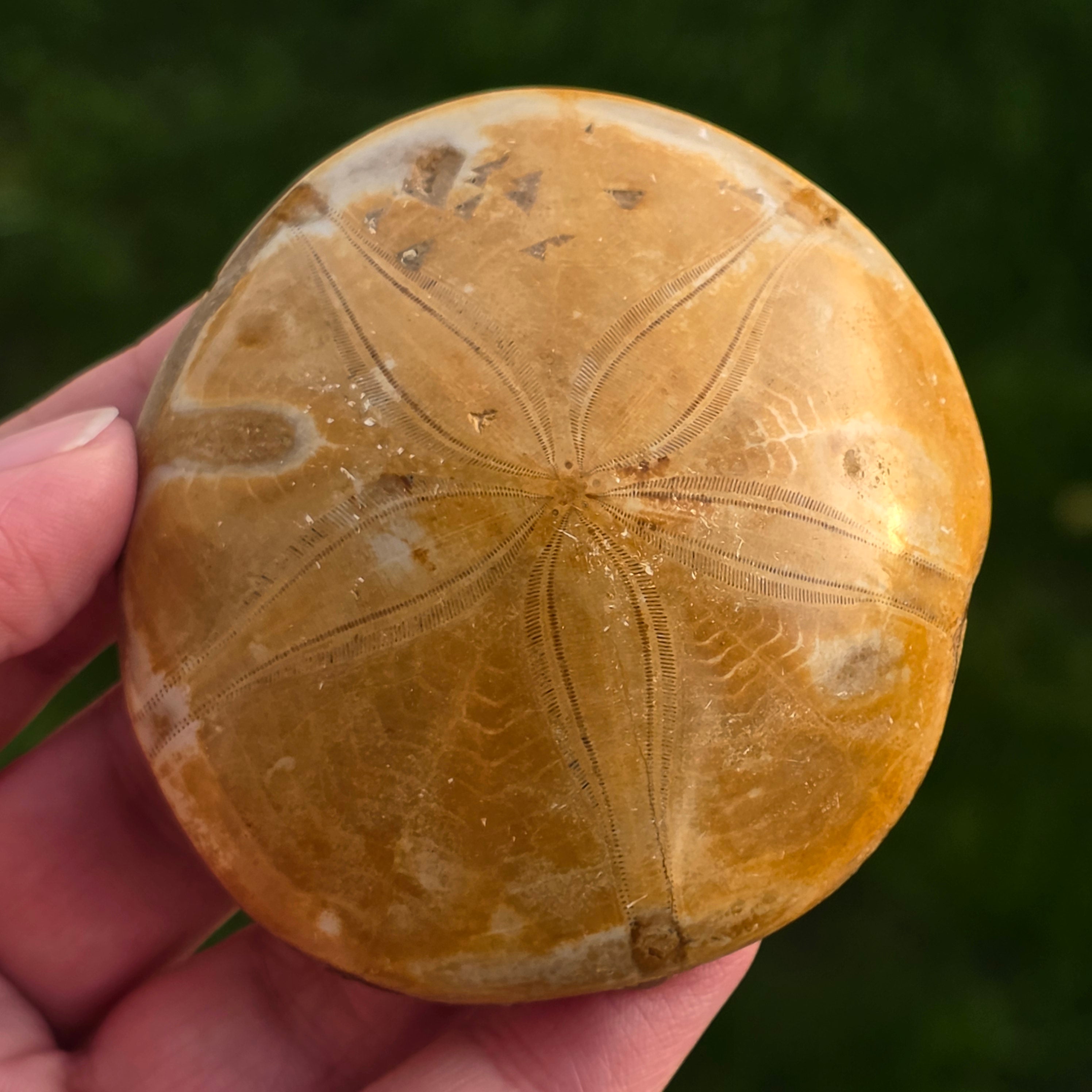 Fosilă Pygurus – Echinoderm Stea de Mare | Model 6
