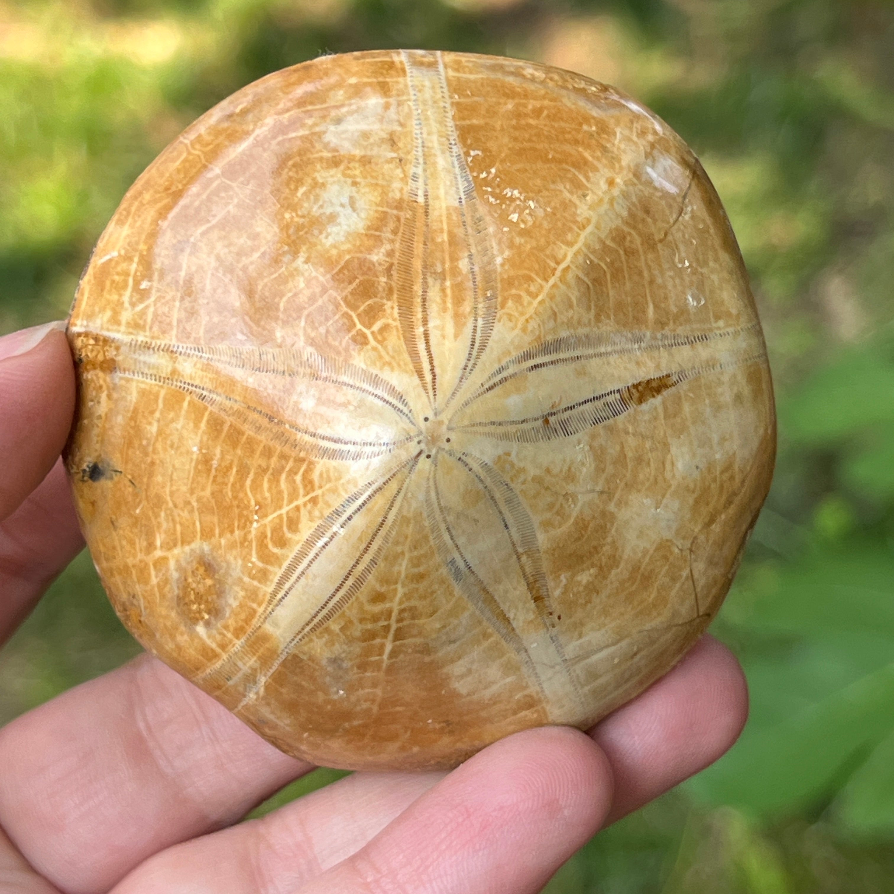Fosilă Pygurus – Echinoderm Stea de Mare | Model 7