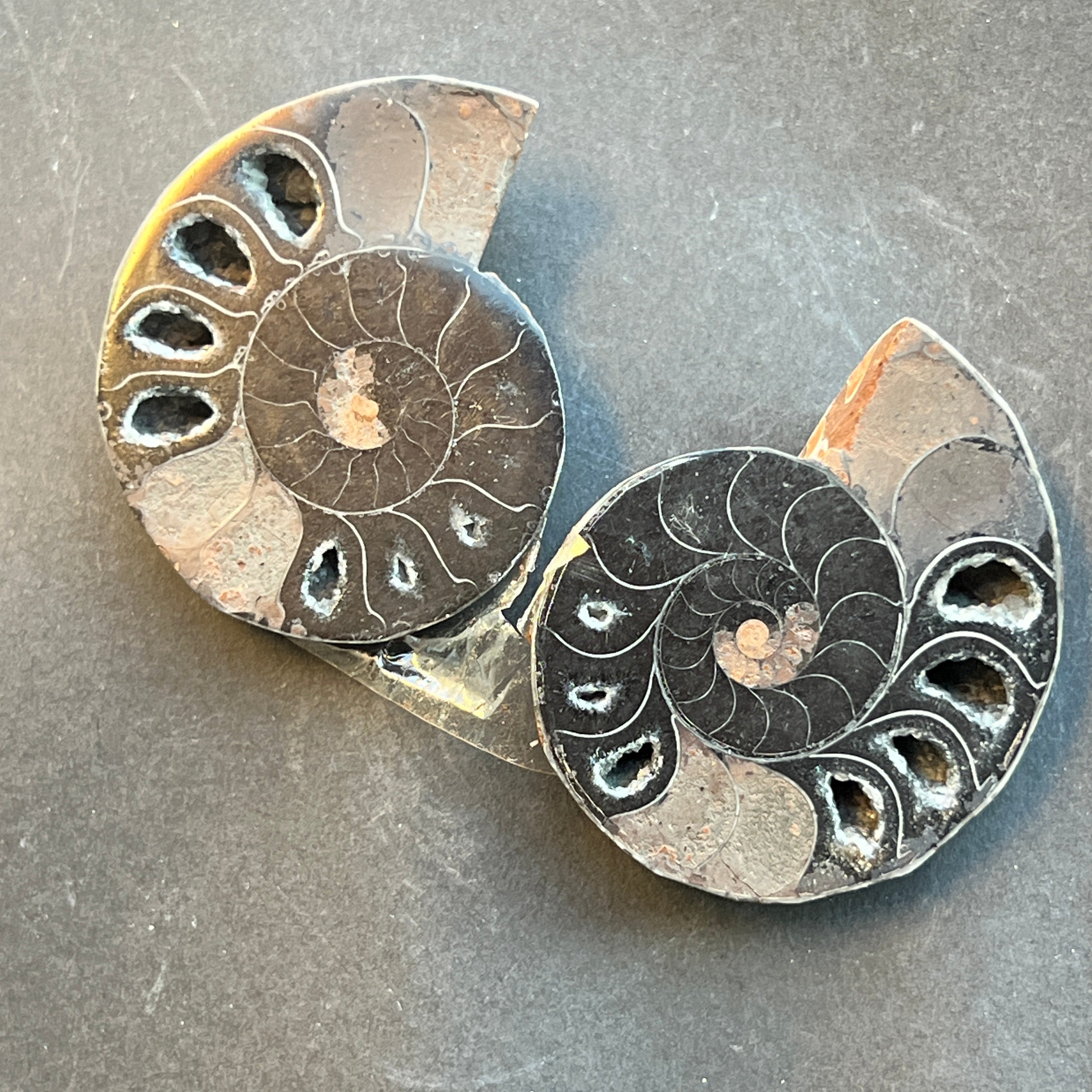 Pereche amoniti negri model 1