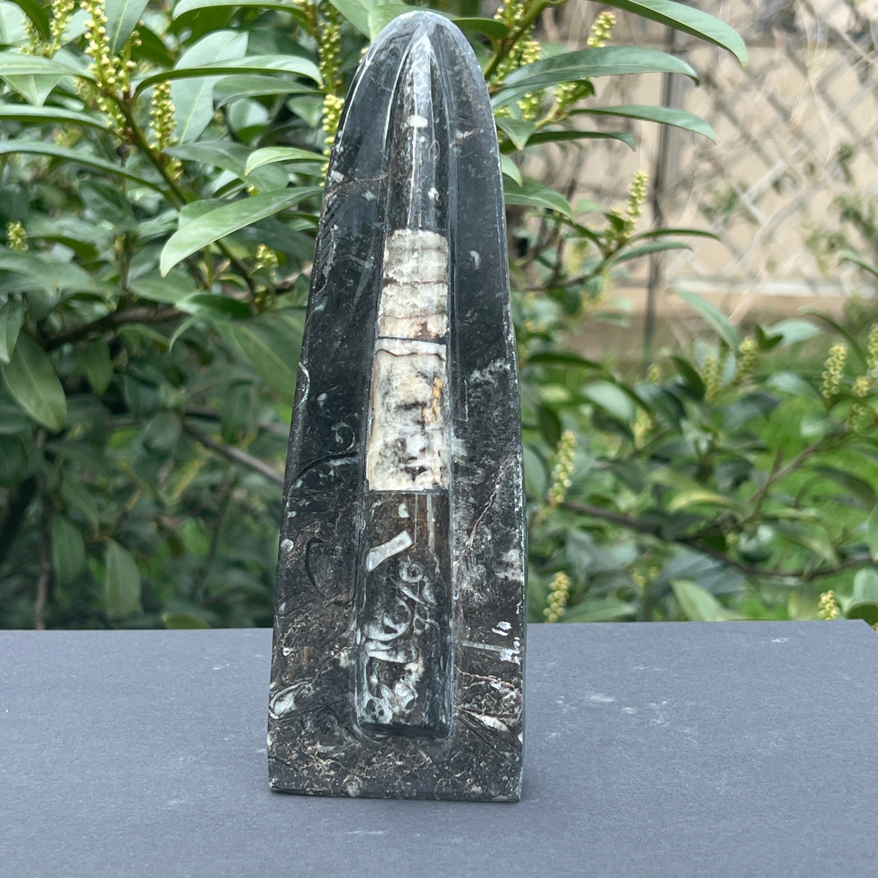 Sculptura Fosil Orthoceras
