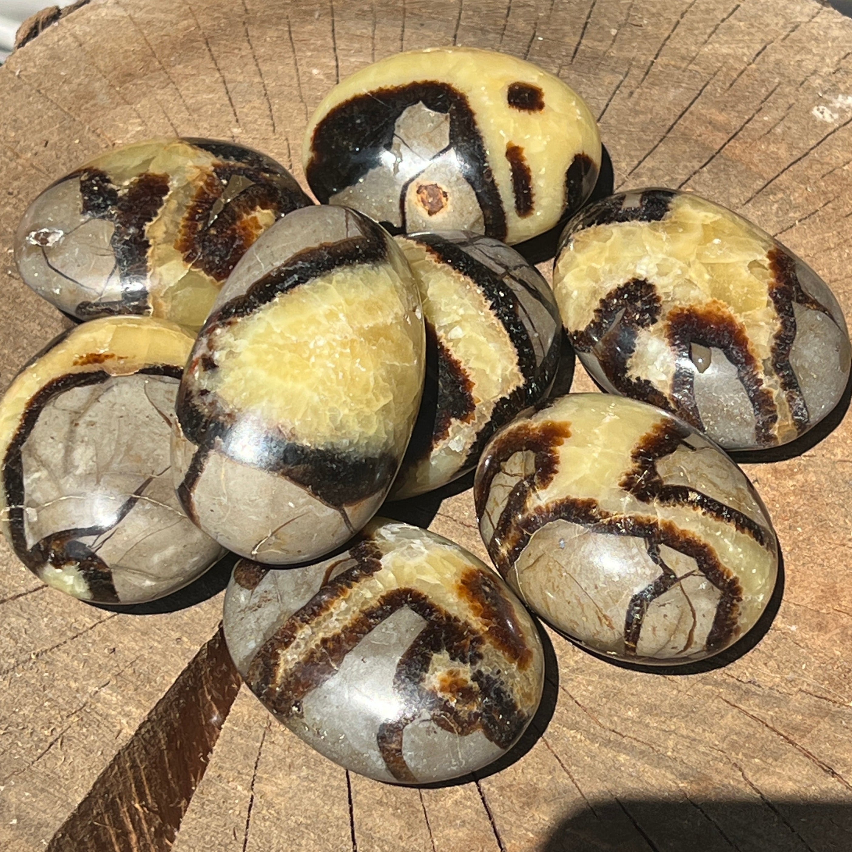 Septaria palm stone 5.5 cm
