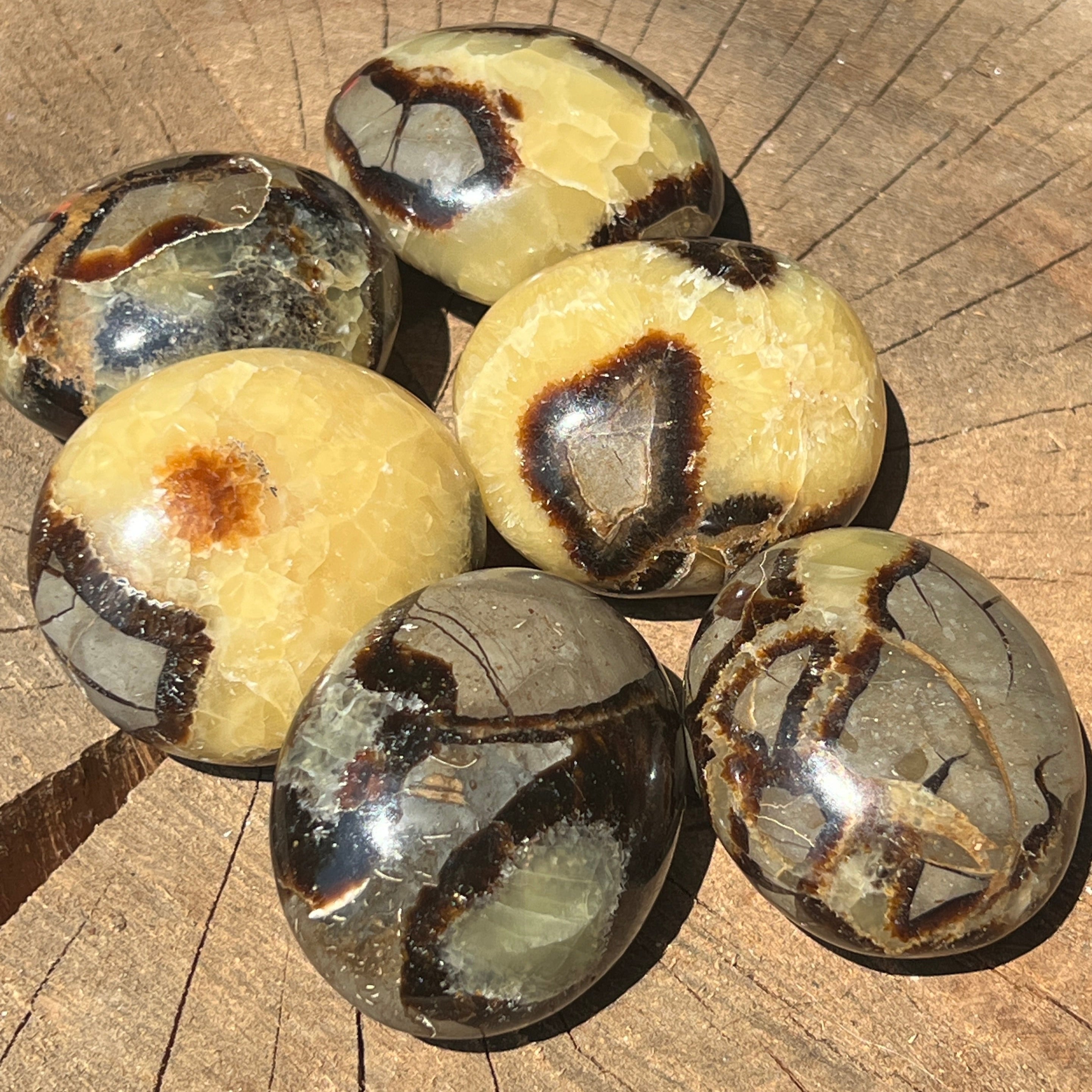 Septaria palm stone 5 cm
