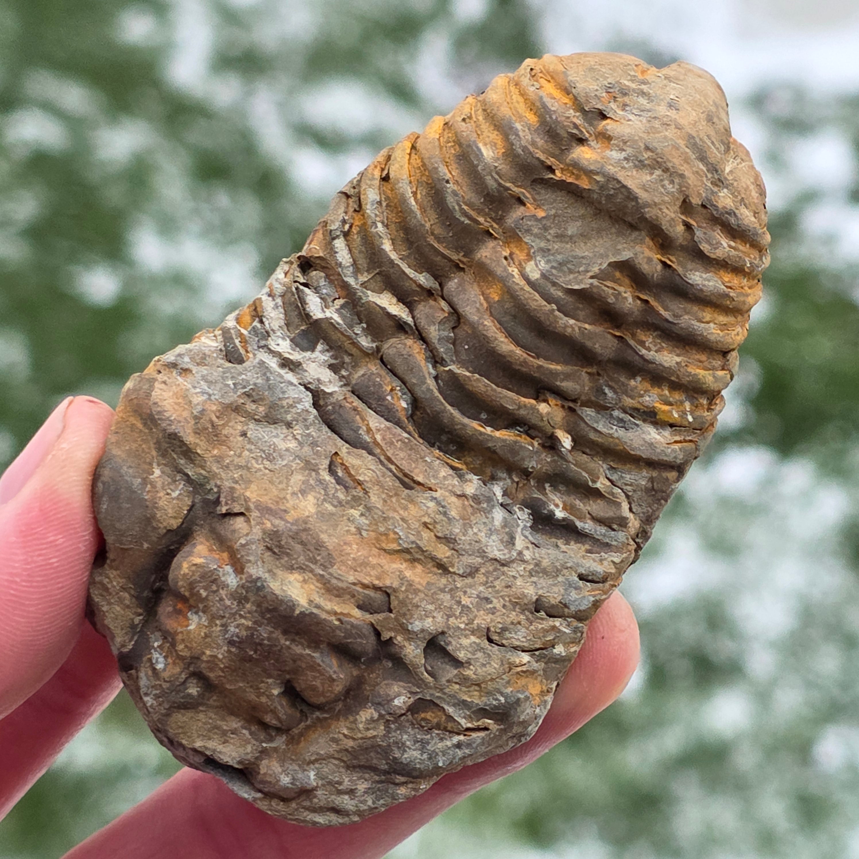 Trilobit | Model 4