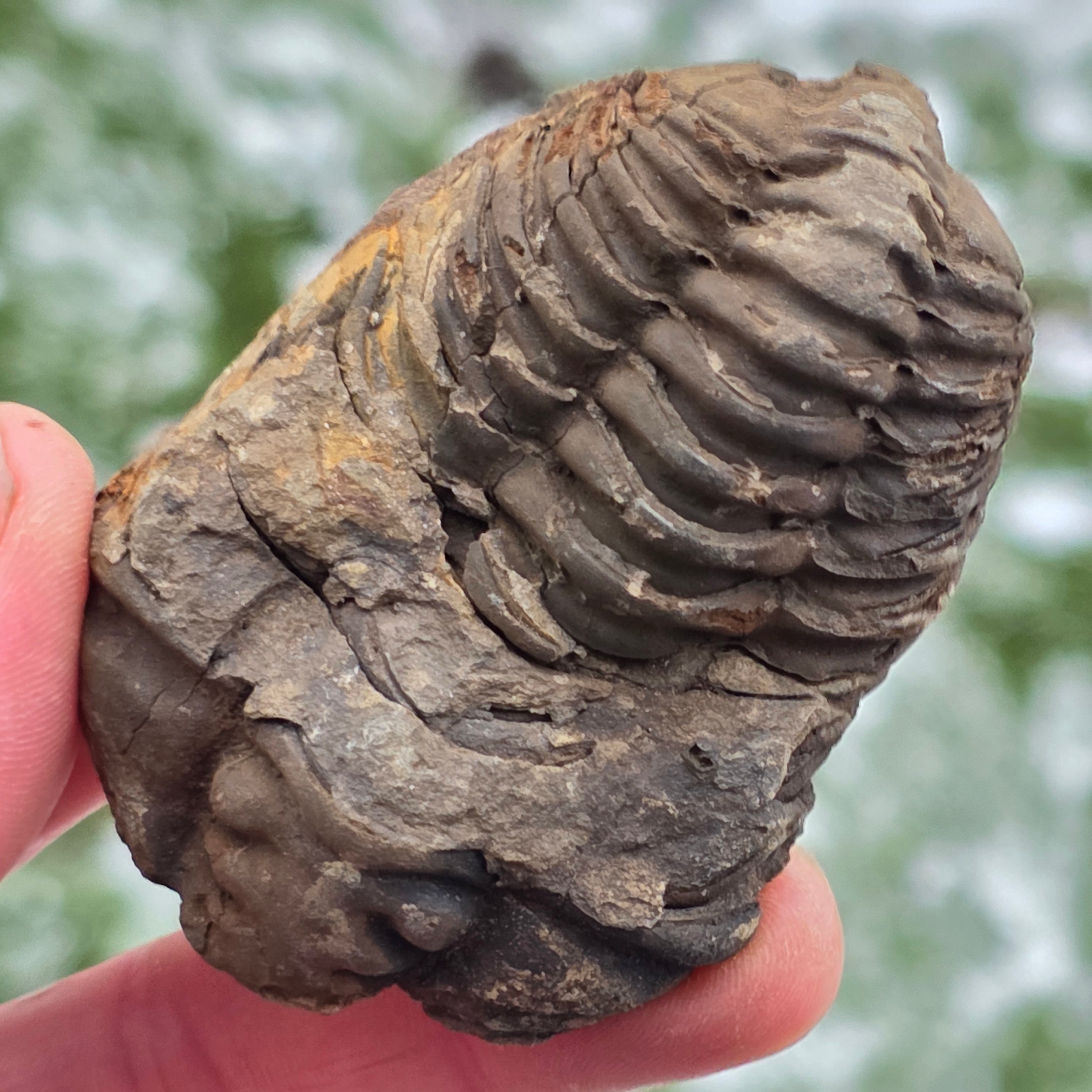 Trilobit | Model 5